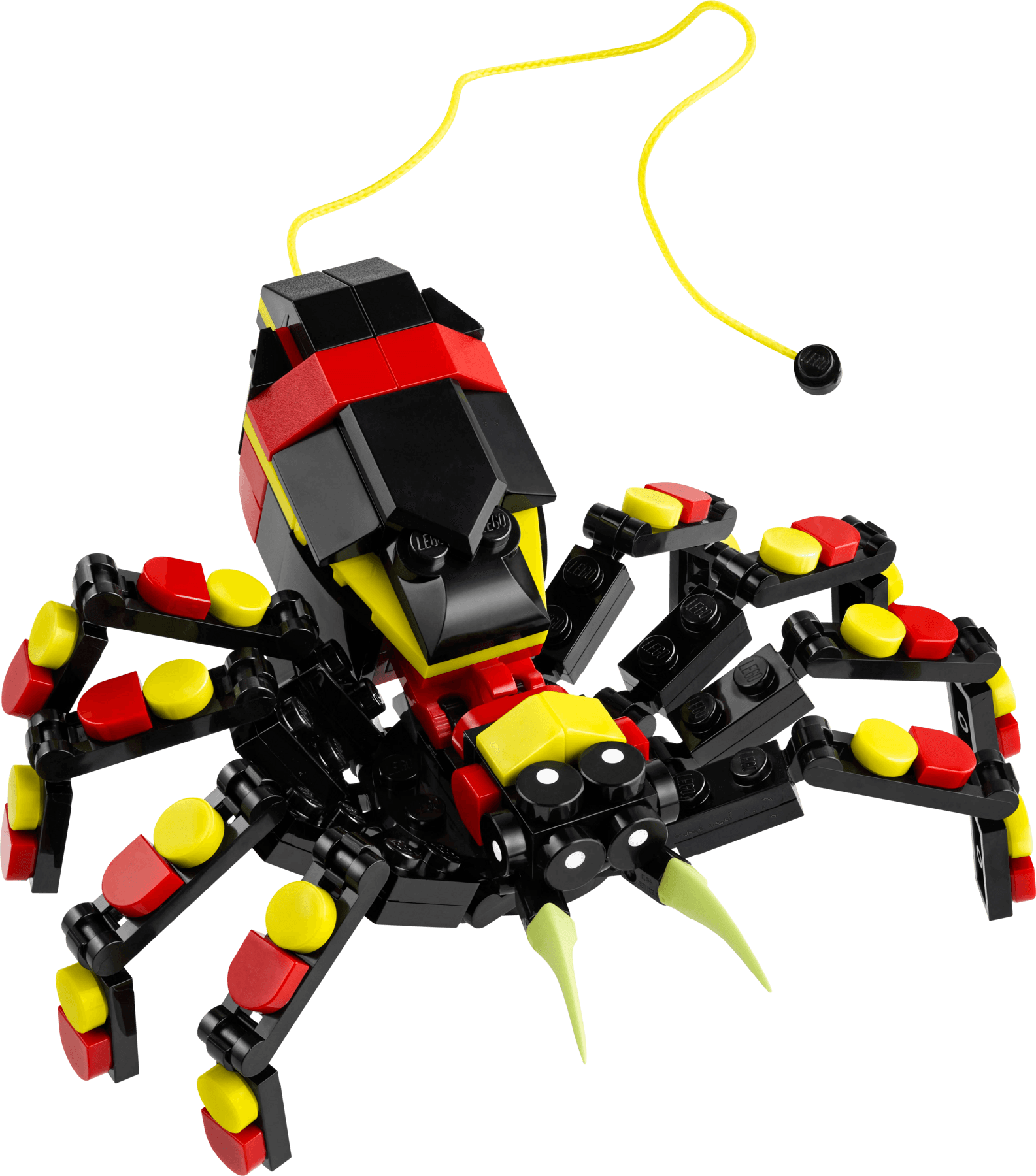 חיות בר: עכביש מפתיע