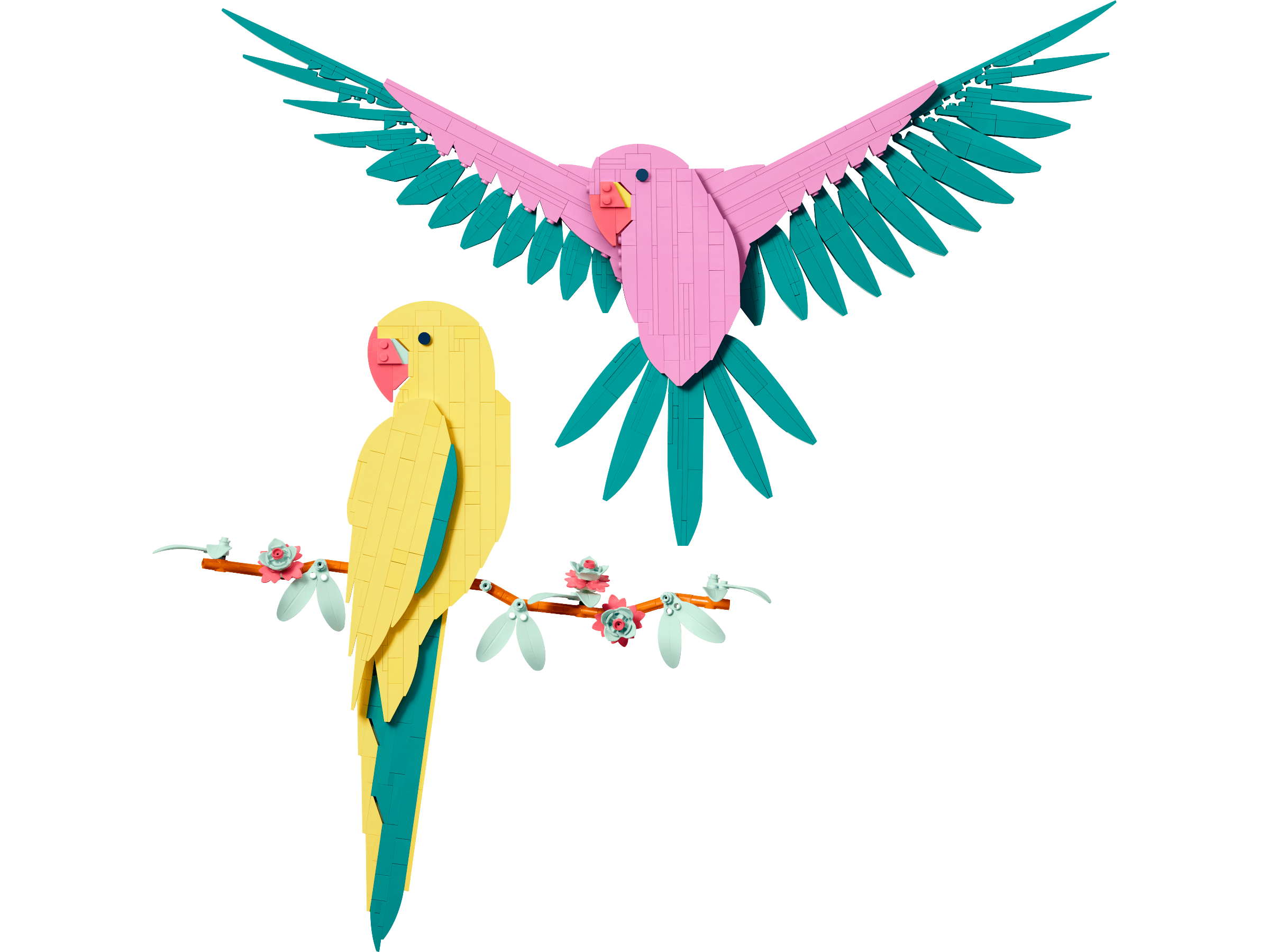 Macaw Parrots