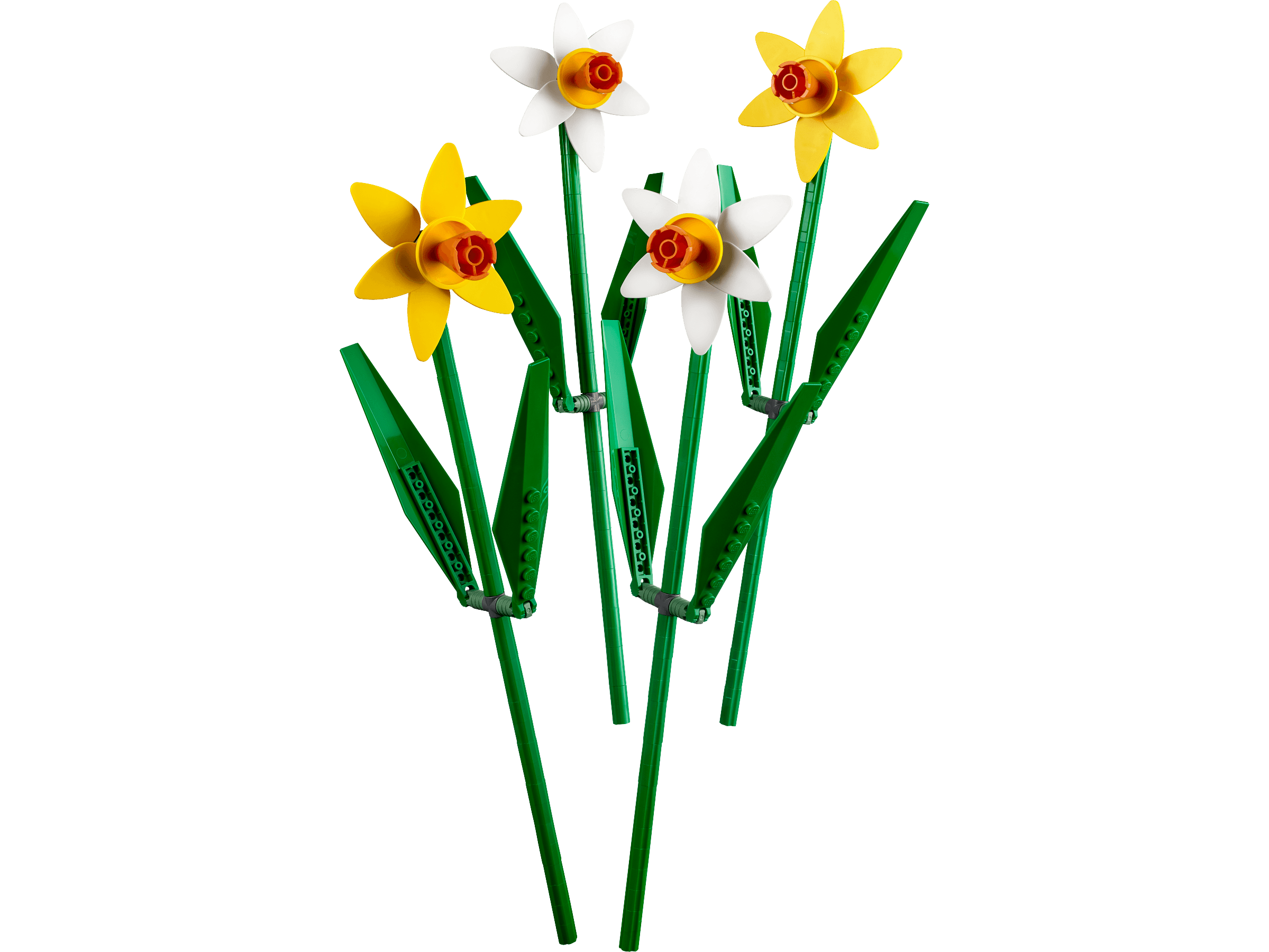 Daffodils