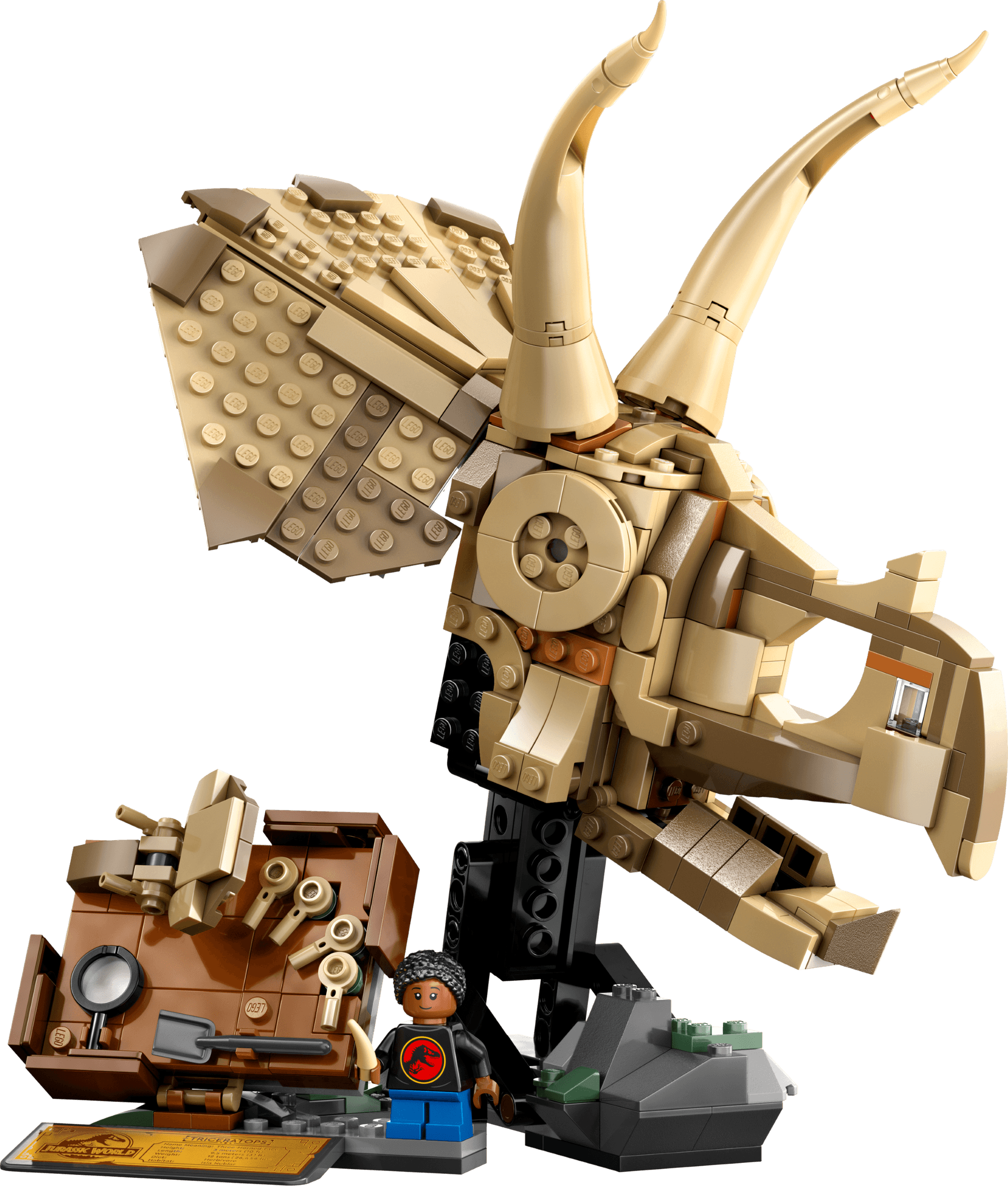 מאובני דינוזאורים: גולגולת של טריצרטופס