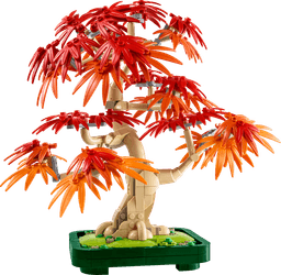 עץ בונסאי אדר אדום יפני