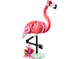 חיות בר: פלמינגו ורוד