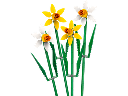 נרקיסים